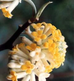 Edgeworthia papyrifera