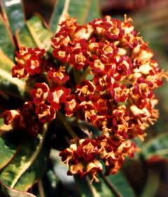 Euphorbia mellifera