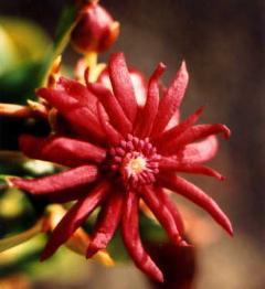 Illicium florideanum