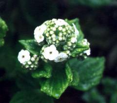 Myosotidium hortensia allia