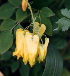 Dicentra macrocapros