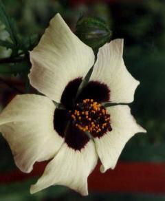 Hibiscus trianum