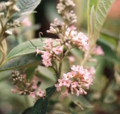 Buddleja officinalis