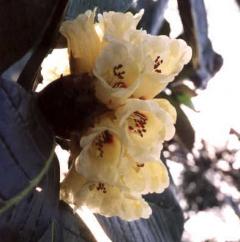 Rhododendron sinogrande