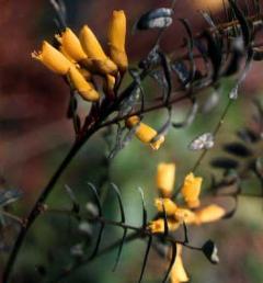 Sophora macrocarpa