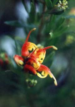 Grevillea Bonnie Prince Charlie