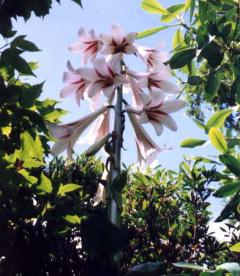 Cardiocrinum gigantia