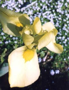 Moraea alticola