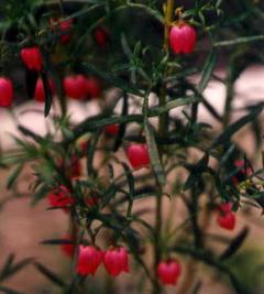 Boronia heterophylla