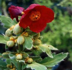 Meconopsis napanulensis