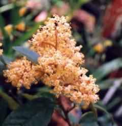 Pomaderris elliptica