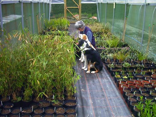 Shirley Clemo & dogs checking plants in a greenhouse