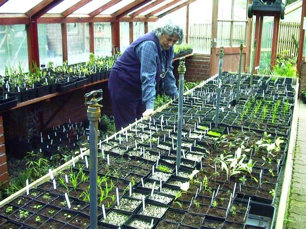 Shirley Clemo checking some seedlings