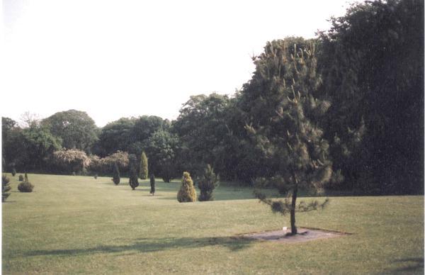 Pinetum - early years